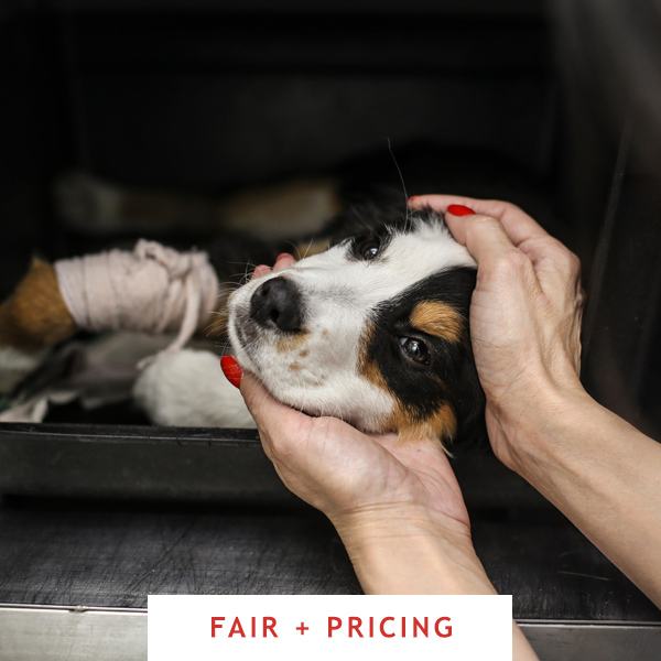 Australian sales pet meds