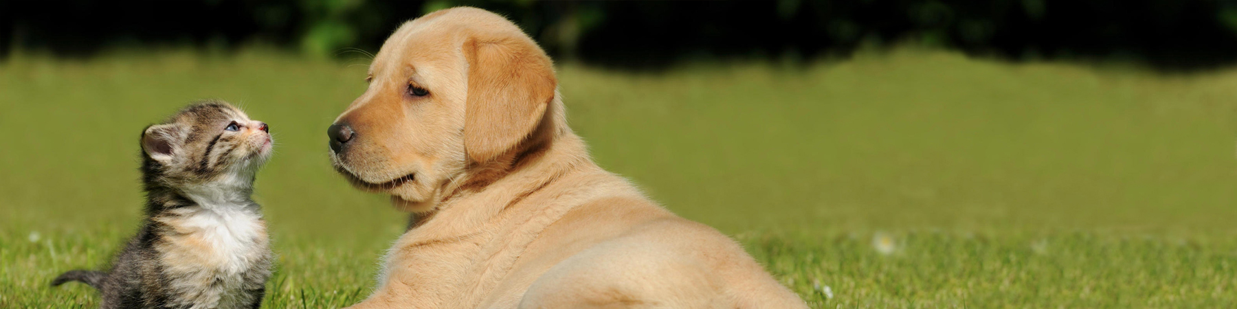 Petsdrugmart discount